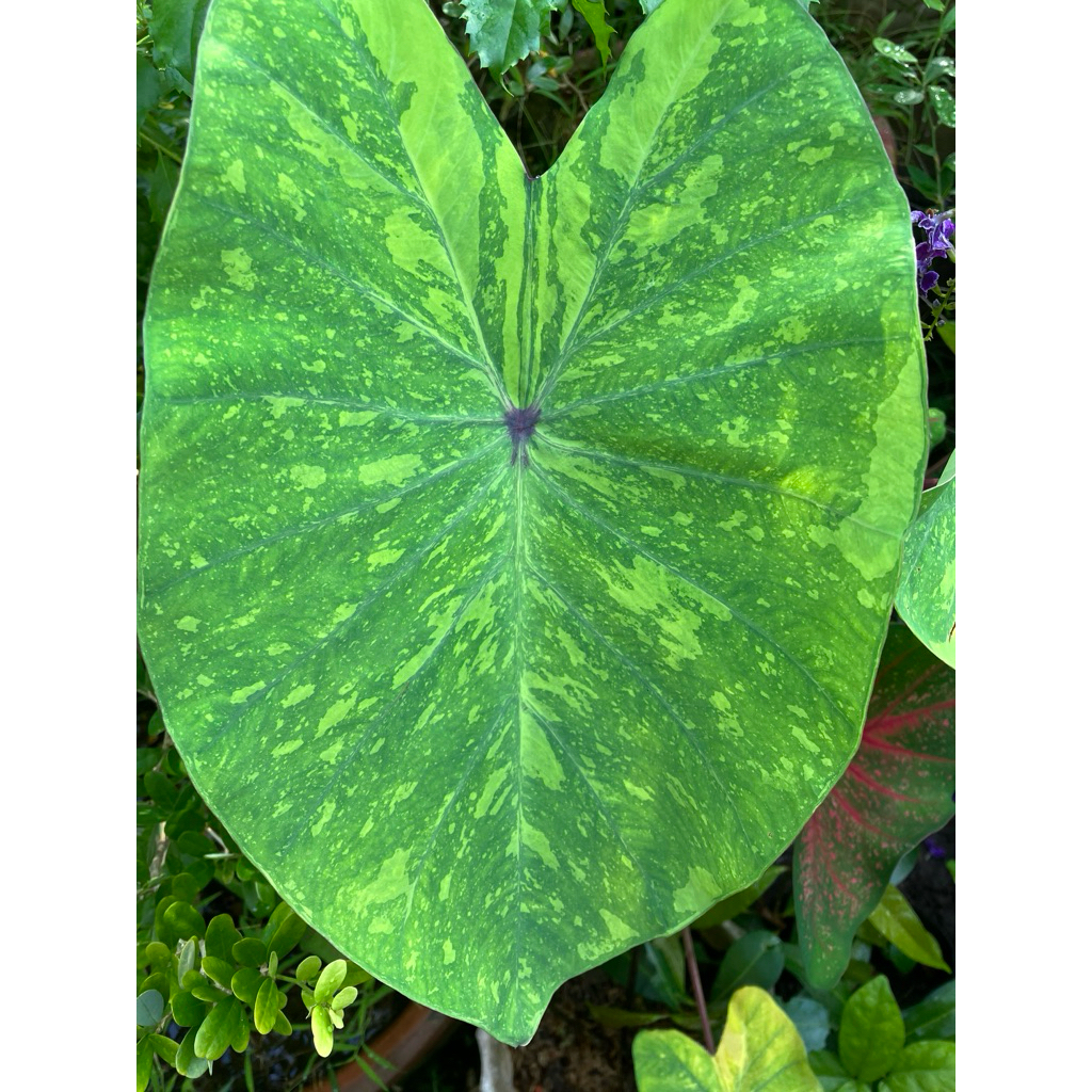 Chậu môn kiểng caladium