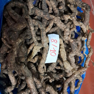 01 Kg ba kích rừng chuẩn Ba Chẽ, đã tách bỏ lõi, bảo quản tửu.