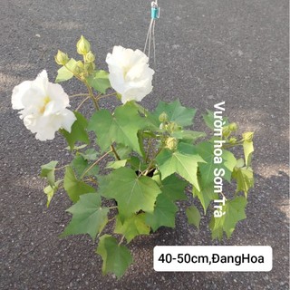 (VHST giao trong ngày) CÂY HOA PHÙ DUNG, đang hoa.