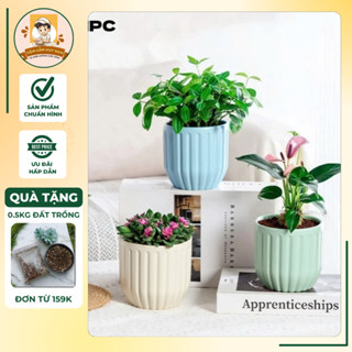Chậu trồng cây cảnh sen đá, kẻ sọc chất liệu gốm sứ, phong thủy để bàn trang trí nội thất, bàn làm việc, góc học tập