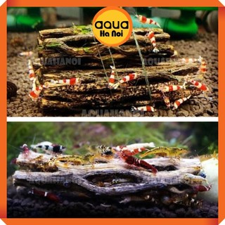 Lũa xương rồng Nam Mĩ Cholla Cactus size S,M