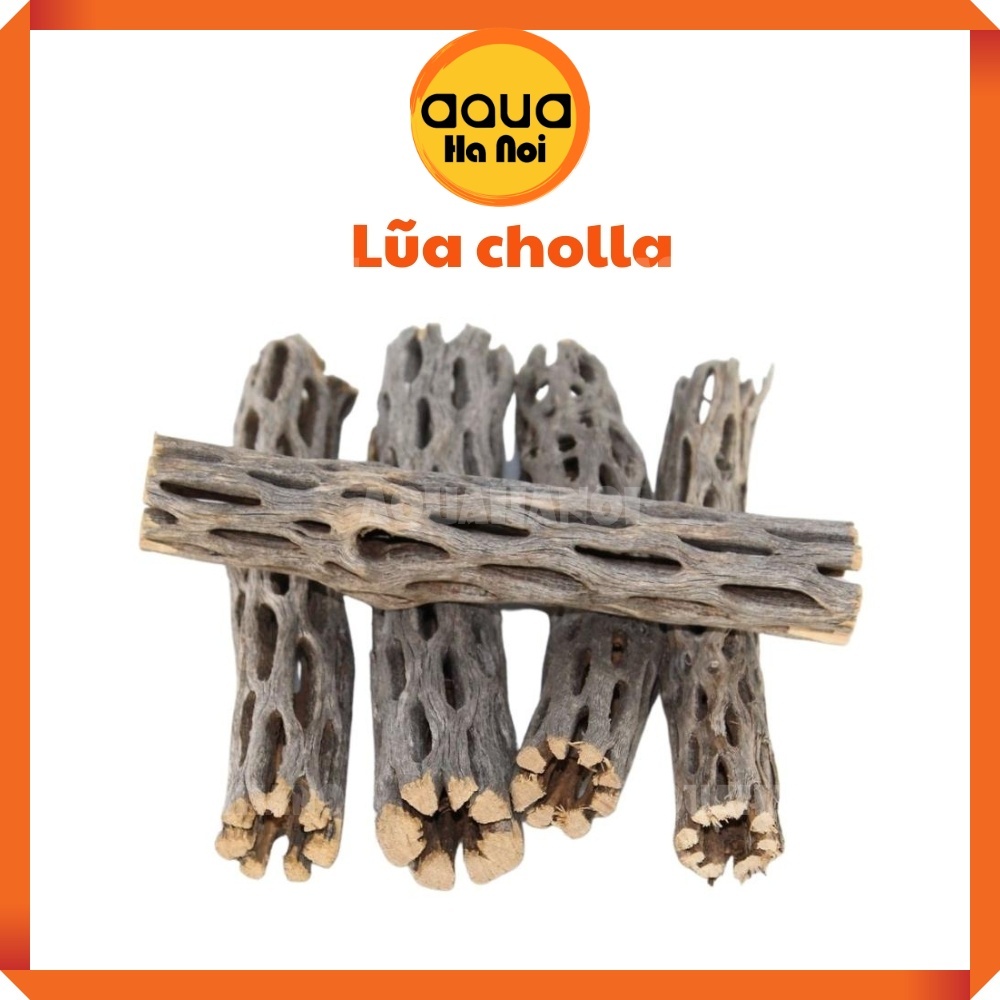 Lũa xương rồng Nam Mĩ Cholla Cactus size S,M
