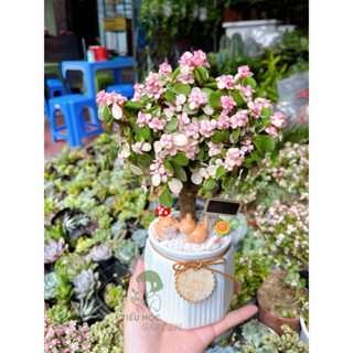 Quà Tặng Sen Đô La Gốc Thụ + Chậu Sứ + Tiểu Cảnh Ngẫu Nhiên Tặng túi trong suốt