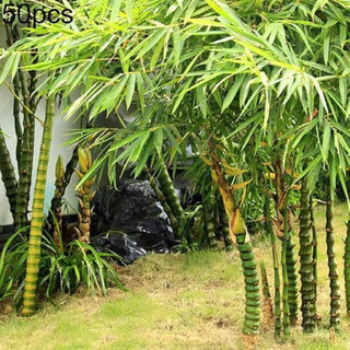 gốc tre đốt trồng kiểng(trúc đùi gà )