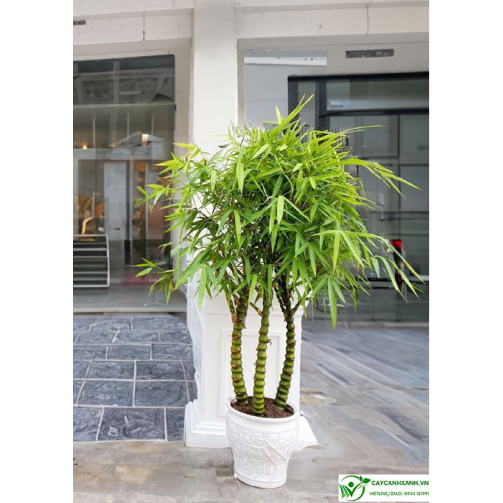 gốc tre đốt trồng kiểng(trúc đùi gà )