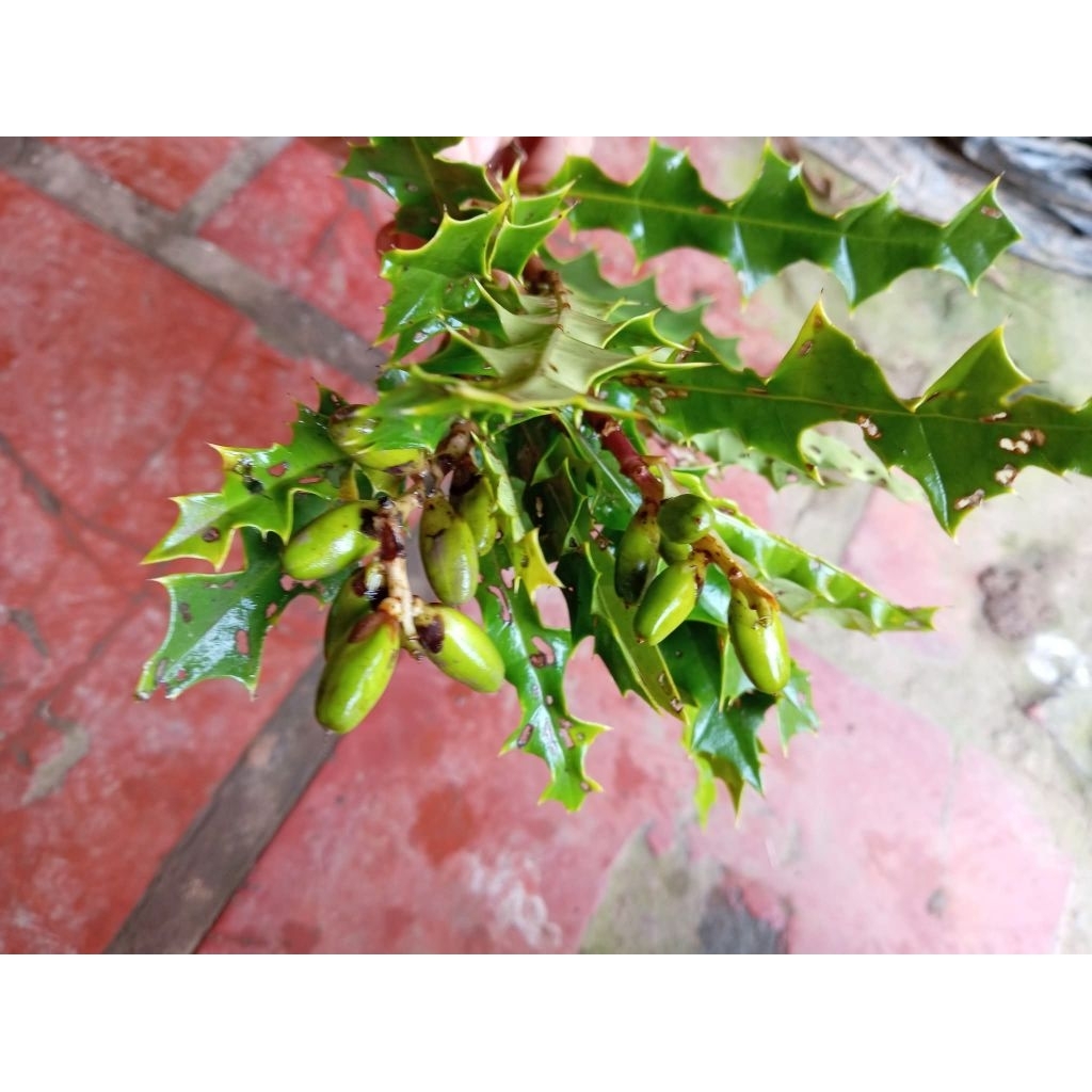 Cây ô rô tươi 01kg