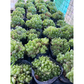 Cây sen đá hawothia ngọc xanh tròn🌵 [Chính hãng]⚡ [Ảnh thật] ❤ [FreeShip] ✈ [Có sẵn]