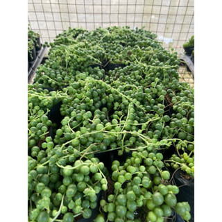  cây sen đá hạt ngọc tròn chuỗi ngọc Có sẵn  🌵  Chính hãng ⚡  Ảnh thật  ❤  FreeShip  