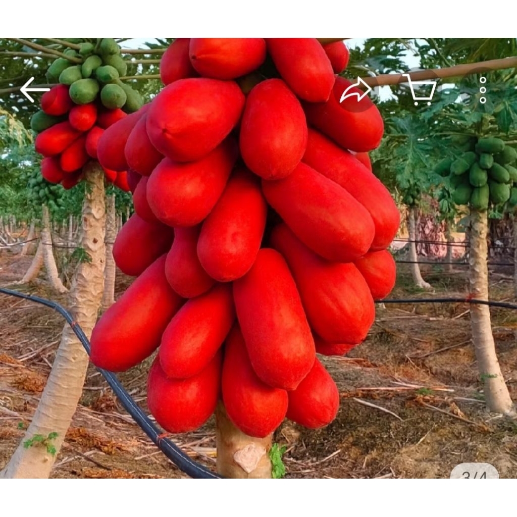 Cây giống đu đủ vỏ đỏ , ruột đỏ ( siêu ngọt) dễ trồng