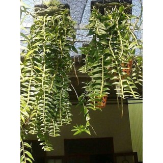 Cụm 5 Thân Long Tu Xuân ( thân dài khoảng 30-40cm)