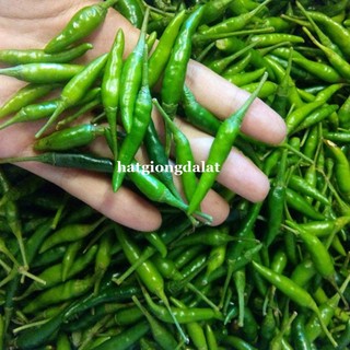 40 Hạt - Hạt Giống  Ớt  Hiểm F1 Phương Nam