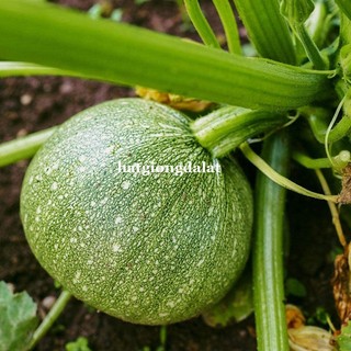 10 Hạt - Hạt Giống Bí Ngòi Tròn Phương Nam
