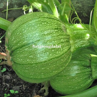 10 Hạt - Hạt Giống Bí Ngòi Tròn Phương Nam