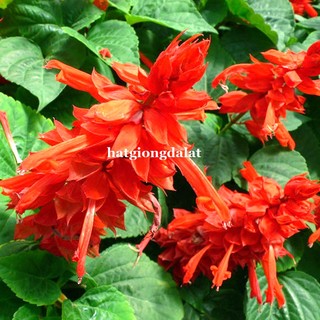 0,5 Gram - Hạt Giống Hoa Xác Pháo Đỏ Phương Nam
