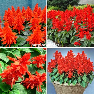 0,5 Gram - Hạt Giống Hoa Xác Pháo Đỏ Phương Nam
