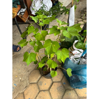 Hoa phù dung nguyên chậu , trang trí sân vườn (shop giao có nụ hoặc chưa nụ tuỳ đợt cây)