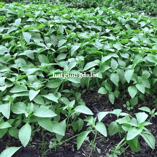 2  Gram -Hạt Giống Thơm Sả( É Trắng) Phương Nam