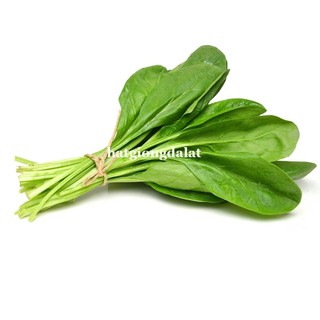 5 Gram  - Hạt Giống Cải Bó Xôi Đà Lạt