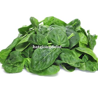 5 Gram  - Hạt Giống Cải Bó Xôi Đà Lạt