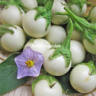 1 Gram - Hạt Giống Cà Pháo Trắng Phương Nam