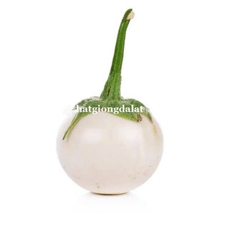 1 Gram - Hạt Giống Cà Pháo Trắng Phương Nam