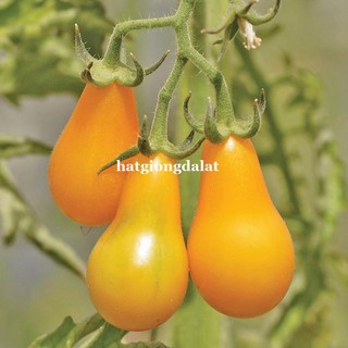 30 Hạt - Hạt Giống Cà Chua Cherry Lê Vàng Phương Nam