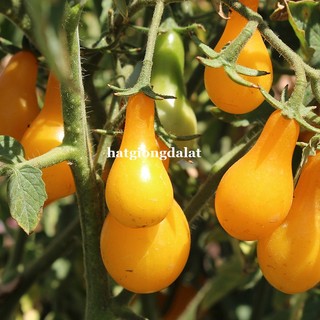 30 Hạt - Hạt Giống Cà Chua Cherry Lê Vàng Phương Nam