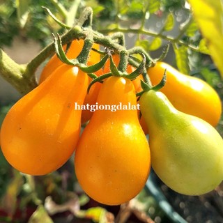 30 Hạt - Hạt Giống Cà Chua Cherry Lê Vàng Phương Nam