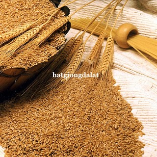 1 Kg - Hạt Giống Lúa Mạch (Lúa Mì / Cỏ Mèo) Phương Nam