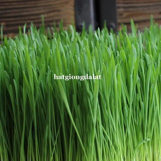 1 Kg - Hạt Giống Lúa Mạch (Lúa Mì / Cỏ Mèo) Phương Nam