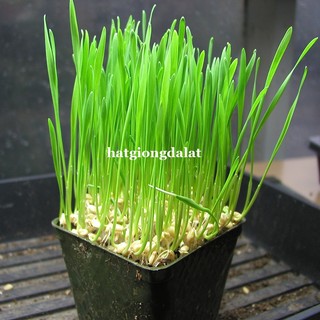 1 Kg - Hạt Giống Lúa Mạch (Lúa Mì / Cỏ Mèo) Phương Nam