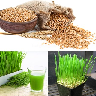 1 Kg - Hạt Giống Lúa Mạch (Lúa Mì / Cỏ Mèo) Phương Nam