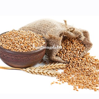 1 Kg - Hạt Giống Lúa Mạch (Lúa Mì / Cỏ Mèo) Phương Nam