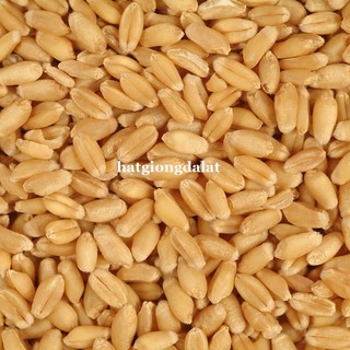 1 Kg - Hạt Giống Lúa Mạch (Lúa Mì / Cỏ Mèo) Phương Nam