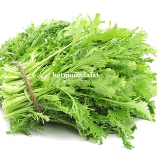 10 Gram - Hạt Giống Cải Đuôi Phụng Phương Nam