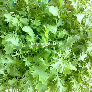 10 Gram - Hạt Giống Cải Đuôi Phụng Phương Nam