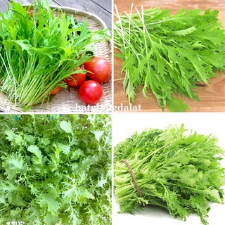 10 Gram - Hạt Giống Cải Đuôi Phụng Phương Nam