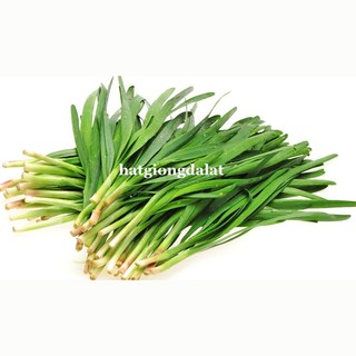1 Gram - Hạt  Giống  Hẹ Phương Nam