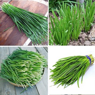1 Gram - Hạt  Giống  Hẹ Phương Nam