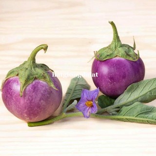 1 Gram - Hạt Giống Cà Pháo Tím Phương Nam