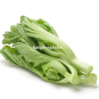 20 Gram - Hạt Giống Cải Bẹ Dưa Phương Nam