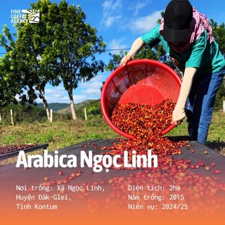 Cà Phê Arabica Ngọc Linh Nguyên Chất - Hương Vị Núi Rừng Tinh Túy (150 Gram)