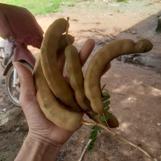 Me xanh 1ky trái tươi hàng sẵn cây.