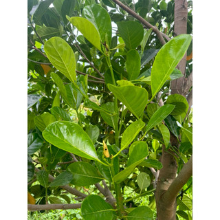 Phân Bón ROOT 10 USA Công Thức Mới (AMINO-HUMIC-FULVIC)