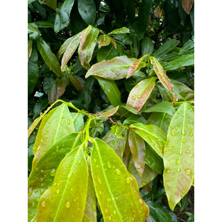 Phân Bón ROOT 10 USA Công Thức Mới (AMINO-HUMIC-FULVIC)