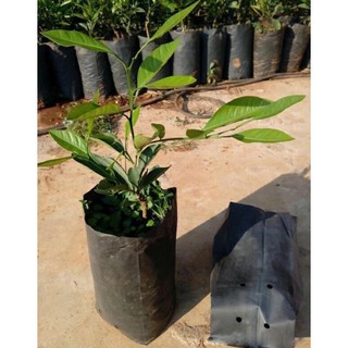 túi bầu ươm cây nilon dẻo dai- số lượng nhiều(chọn size)(phân loại là kích thước đã đổ đất)