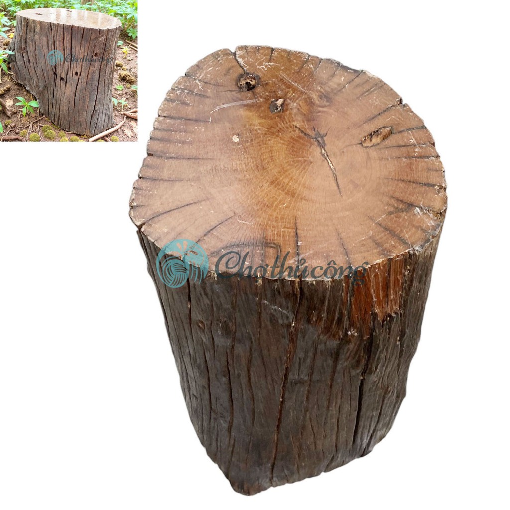 Đôn gỗ lũa to decor dùng làm bàn gỗ lũa, kệ gỗ lũa, bàn trà gỗ lũa, đôn gỗ để chậu cây kê tượng (phá