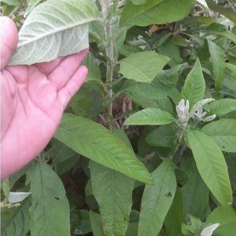 2Kg ĐẠI BI TUƠI GIẢI ĐỘC TIÊU VIÊM TAN Ứ