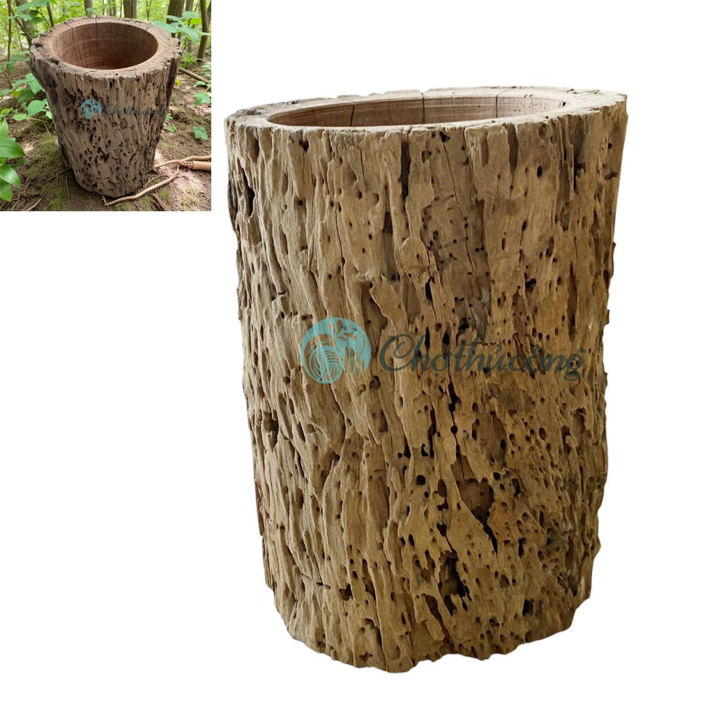 Chậu gỗ trồng cây trồng lan, chậu cây gỗ lũa lớn decor, chậu cây cảnh lũa gỗ to (phát mẫu ngẫu nhiên