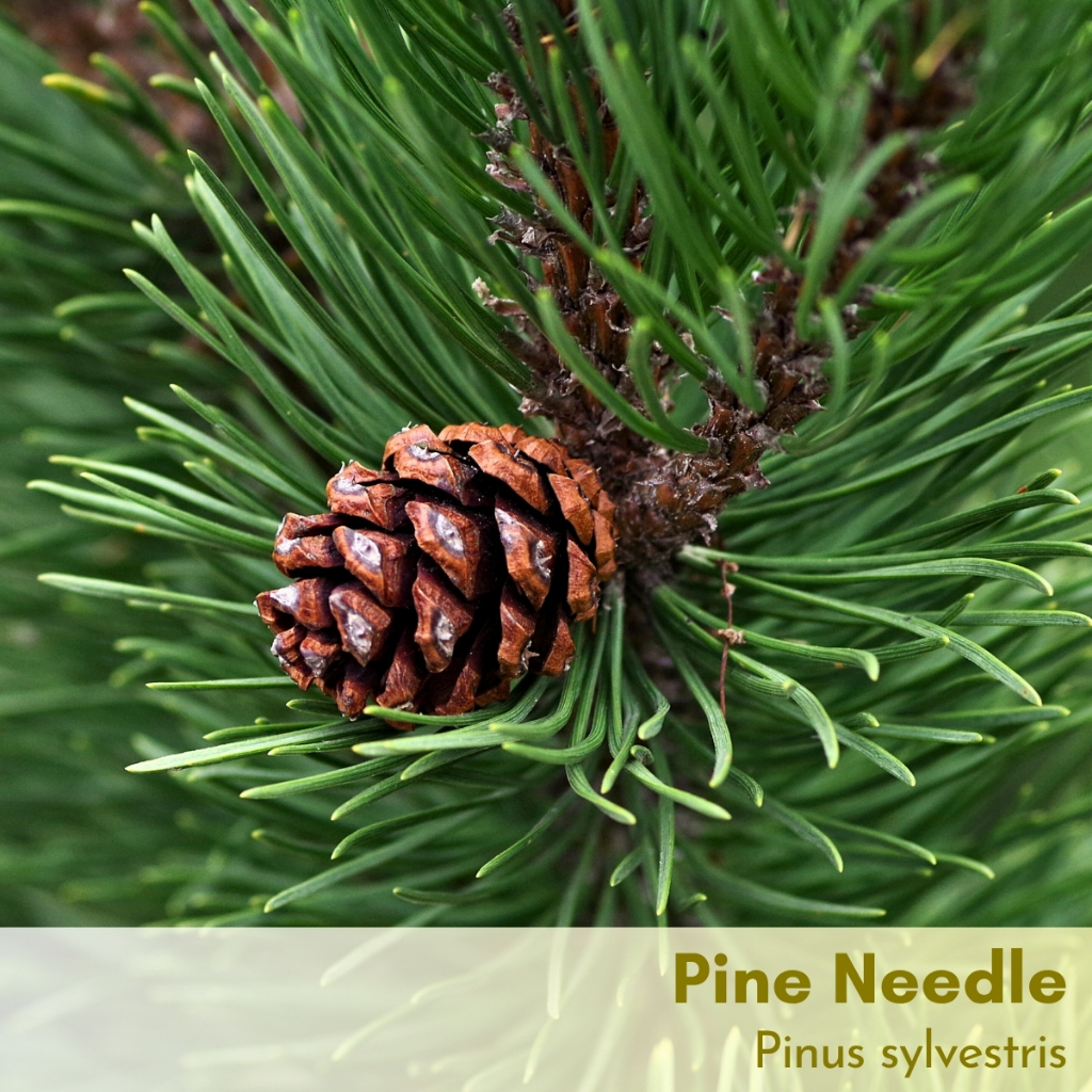 Tinh dầu Thông Pine Needle Essential Oil (Scotch Pine)